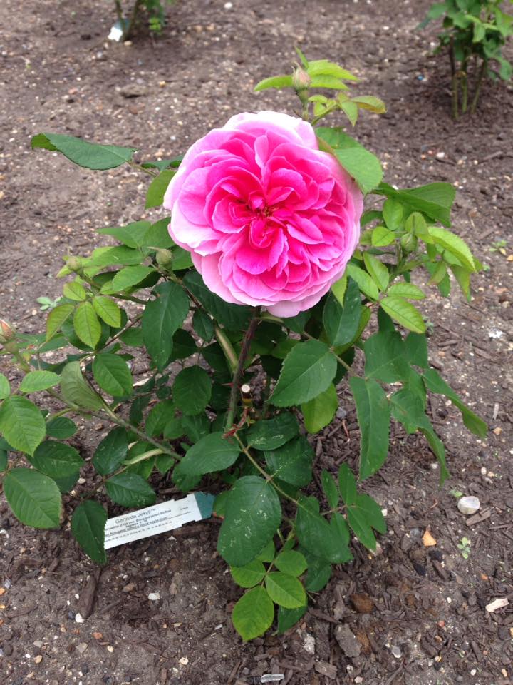 Bulgarian 1st Rose jpg